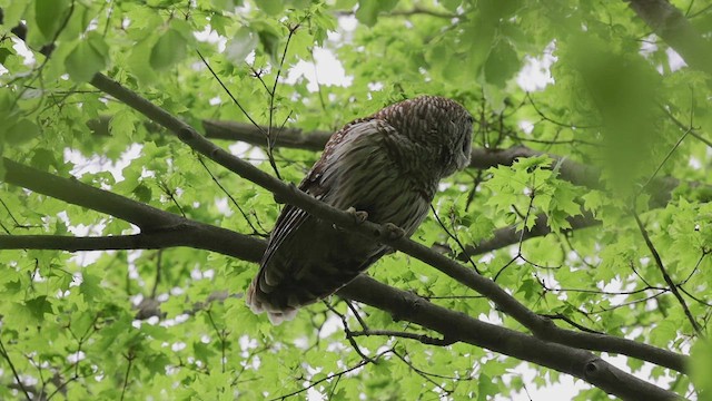 Barred Owl - ML450305841