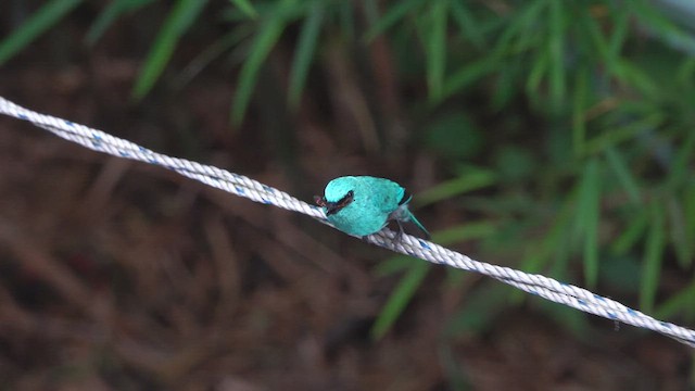 Verditer Flycatcher - ML450305951