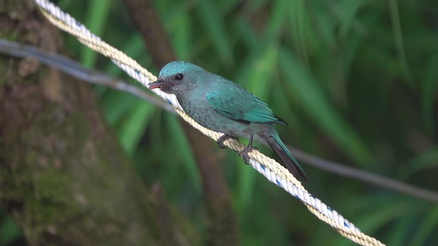 Verditer Flycatcher - ML450305961