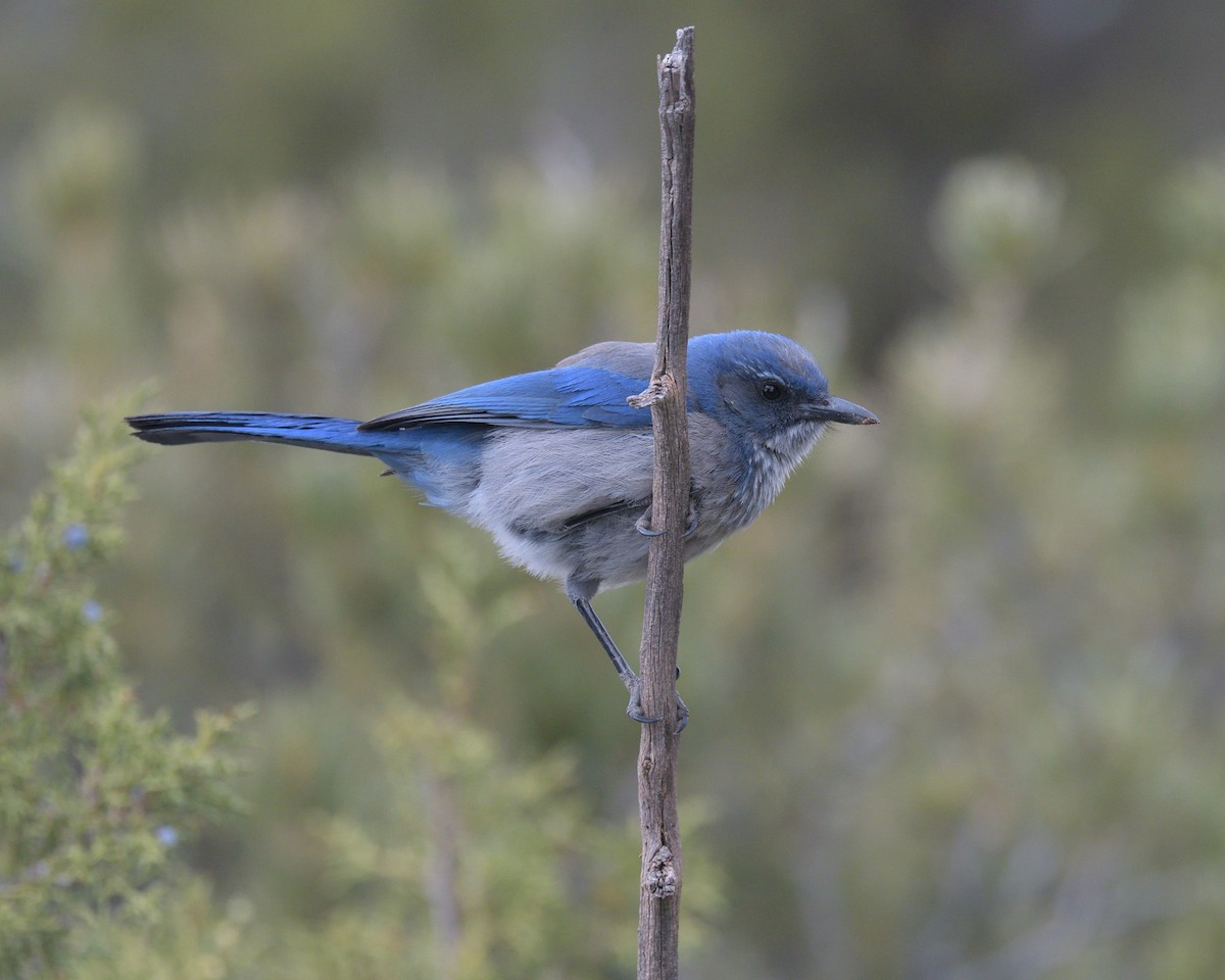 Woodhouse's Scrub-Jay - ML450306231