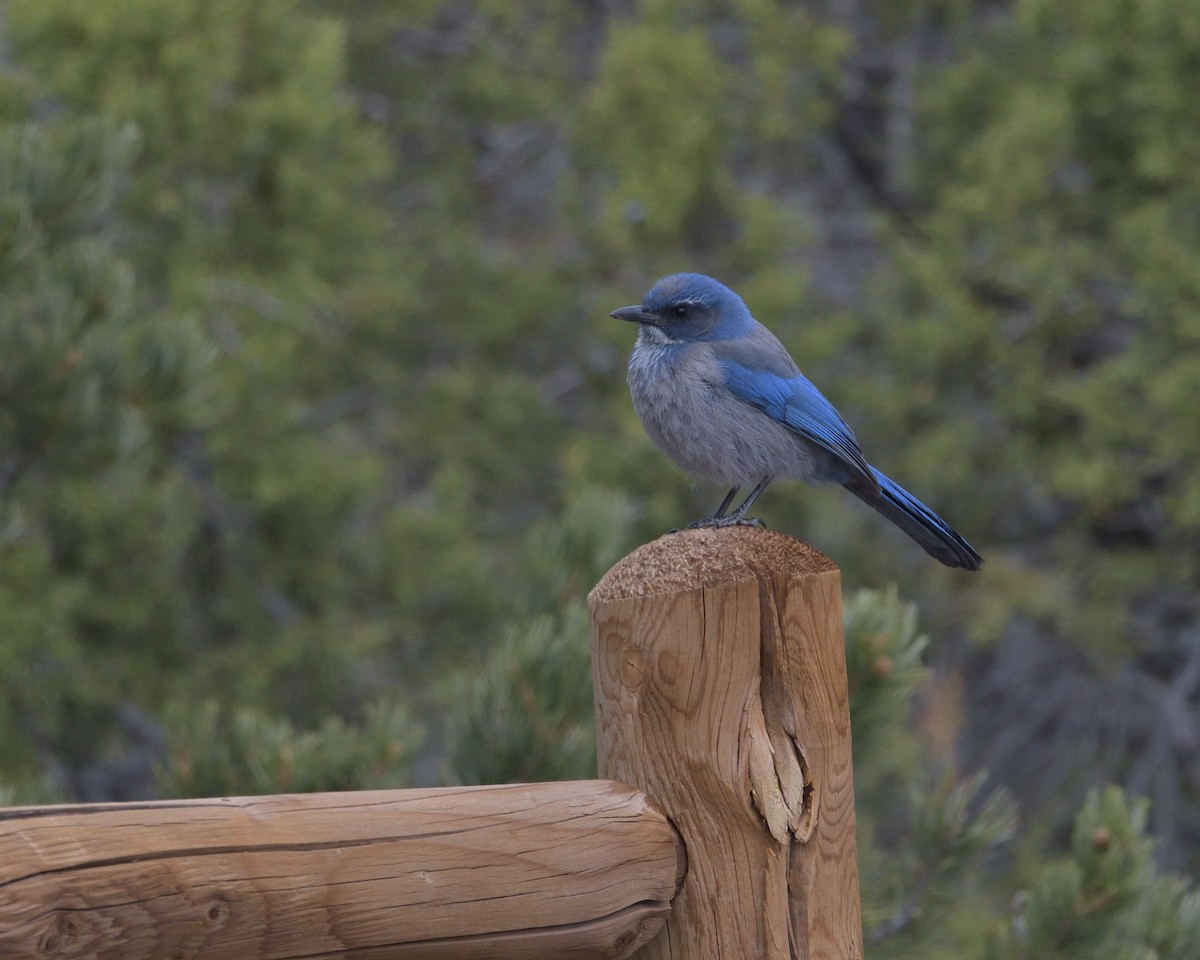 Woodhouse's Scrub-Jay - ML450306241