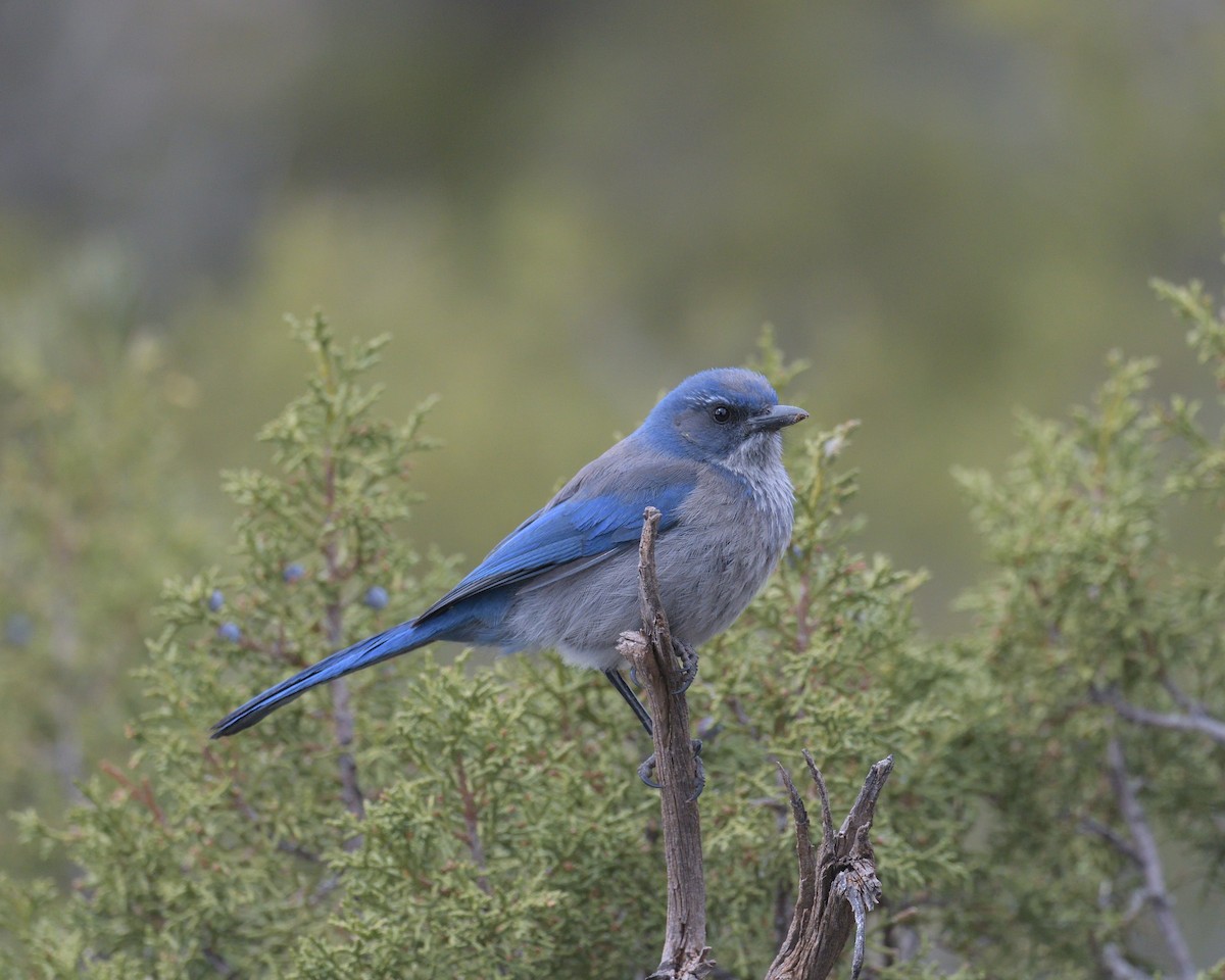 Woodhouse's Scrub-Jay - ML450306261