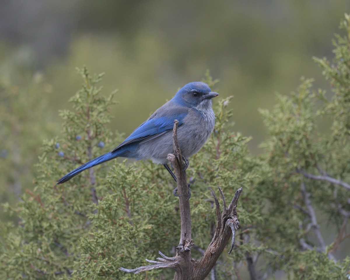 Woodhouse's Scrub-Jay - ML450306281
