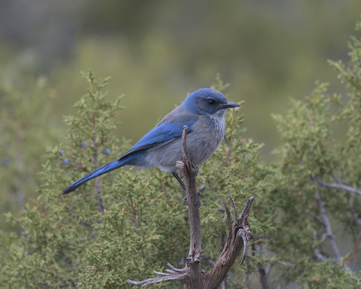 Woodhouse's Scrub-Jay - ML450306291
