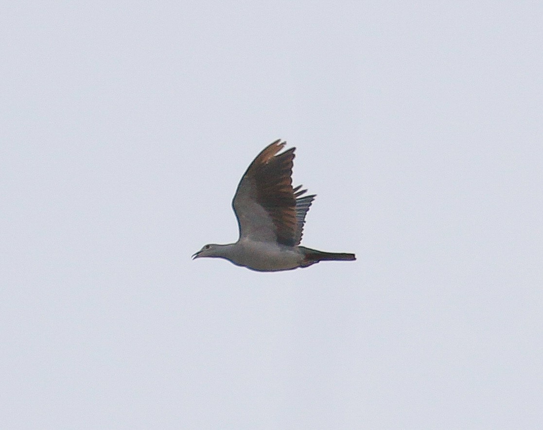 Green Imperial-Pigeon - Neoh Hor Kee