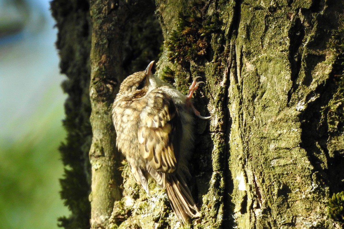 Eurasian Treecreeper - ML450307881