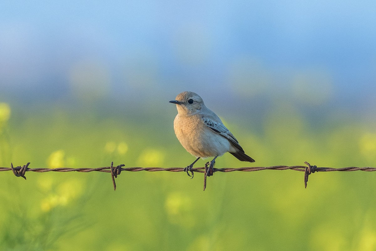 Цөлийн чогчиго - ML450307911