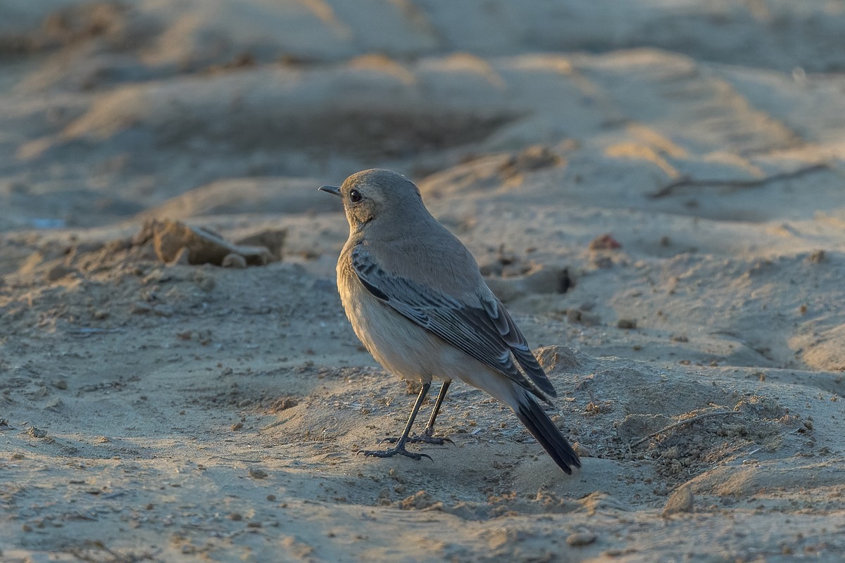 Цөлийн чогчиго - ML450307921