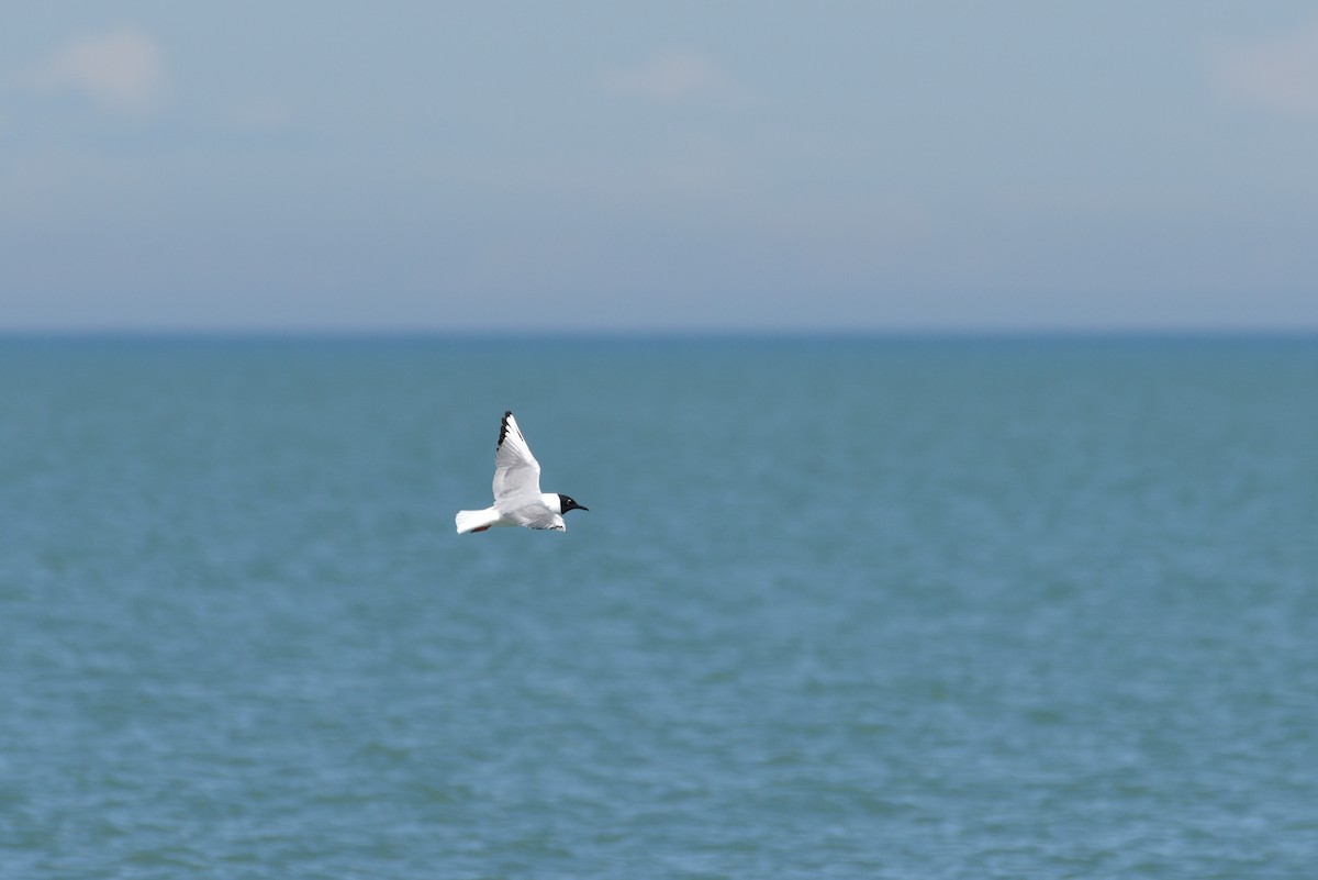 Bonaparte's Gull - ML450308501