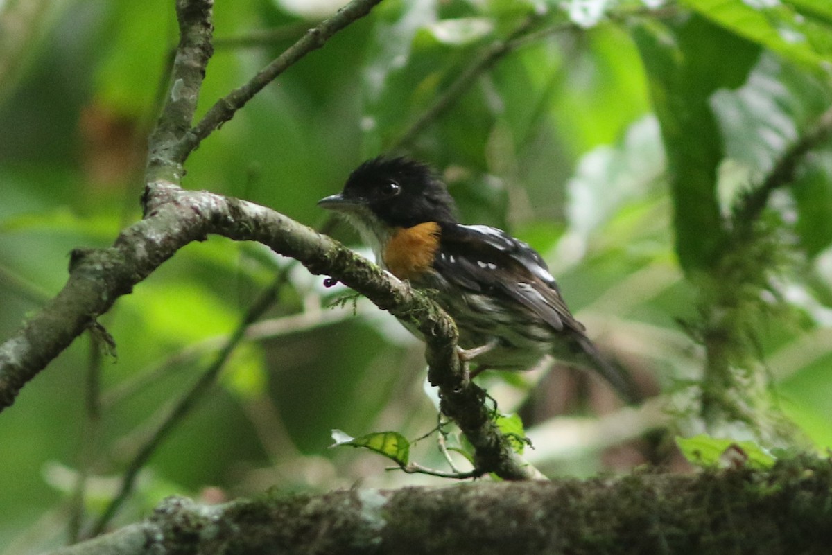 Rufous-sided Broadbill - ML450309181