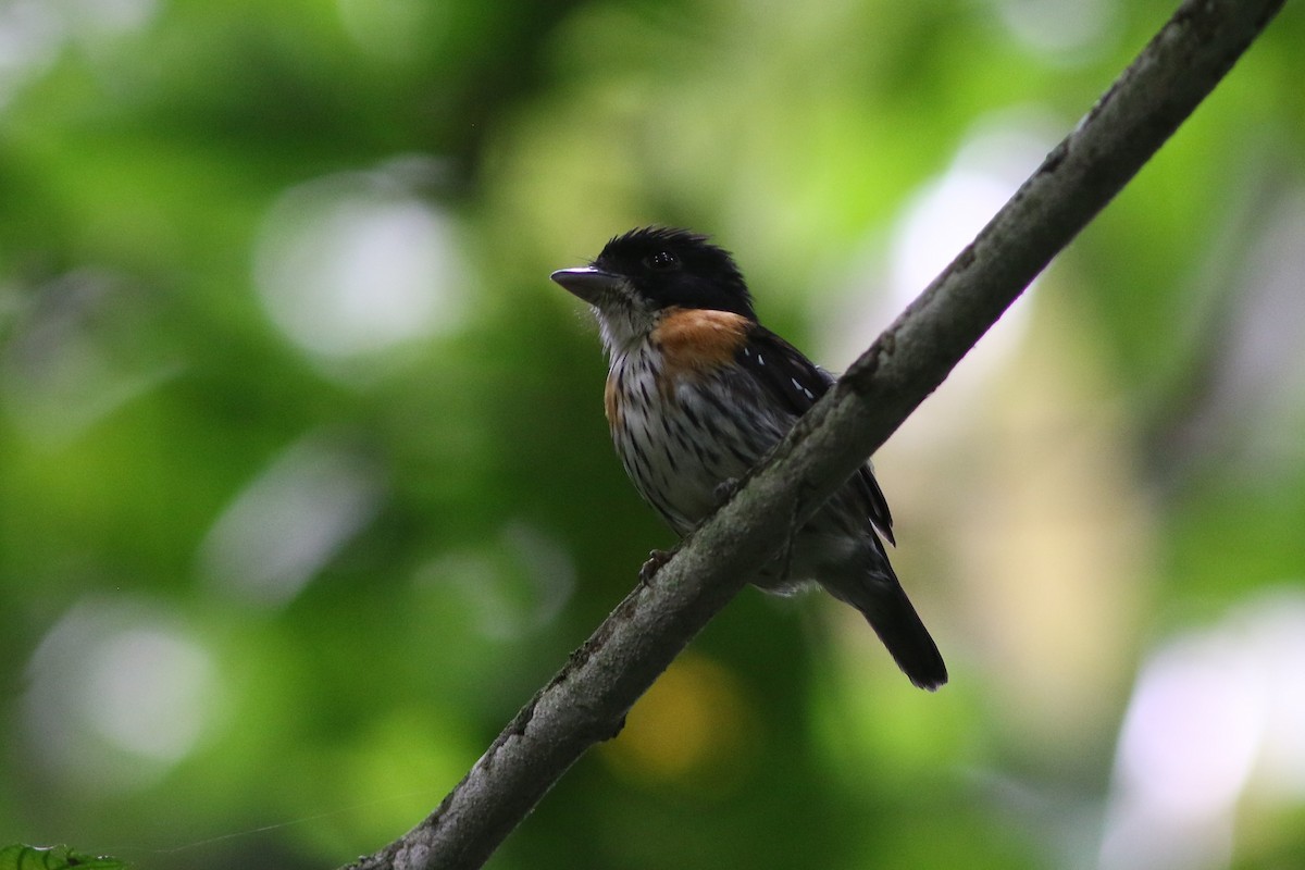 Rufous-sided Broadbill - ML450309191