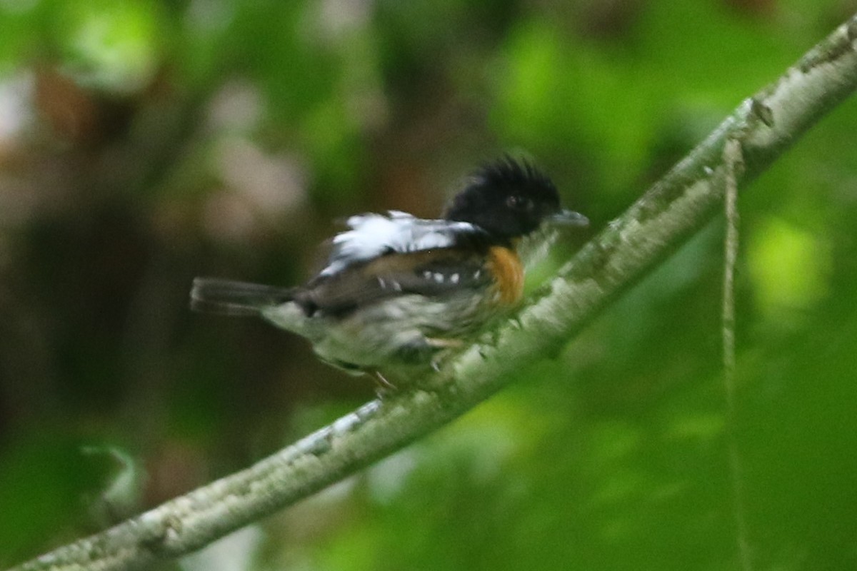 Rufous-sided Broadbill - Tim Snieder