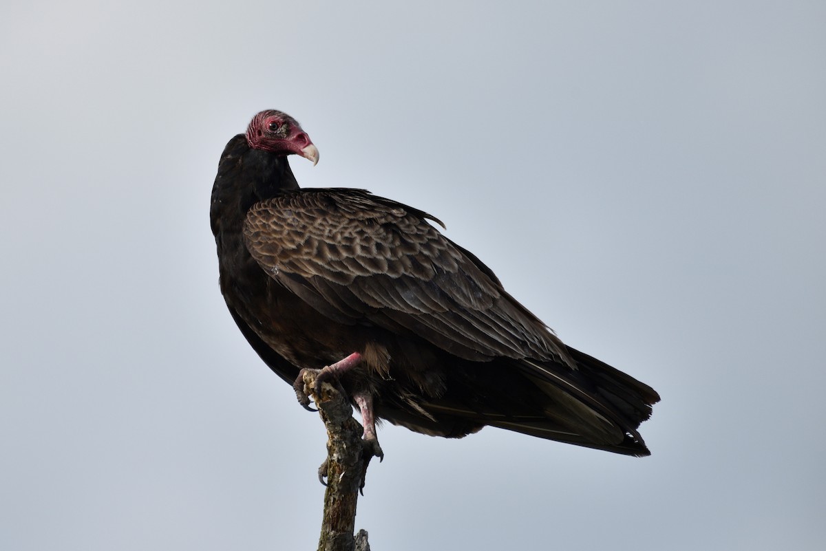 Turkey Vulture - ML450309261