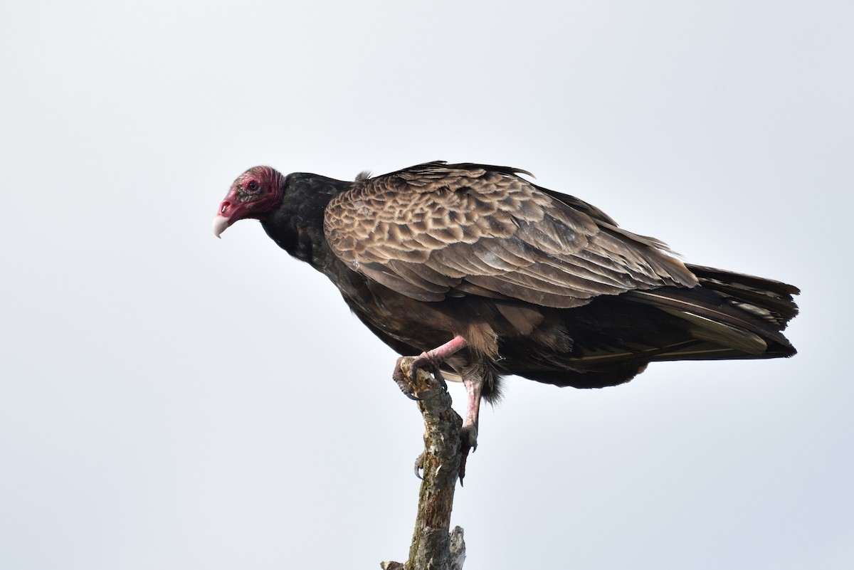 Turkey Vulture - ML450309271