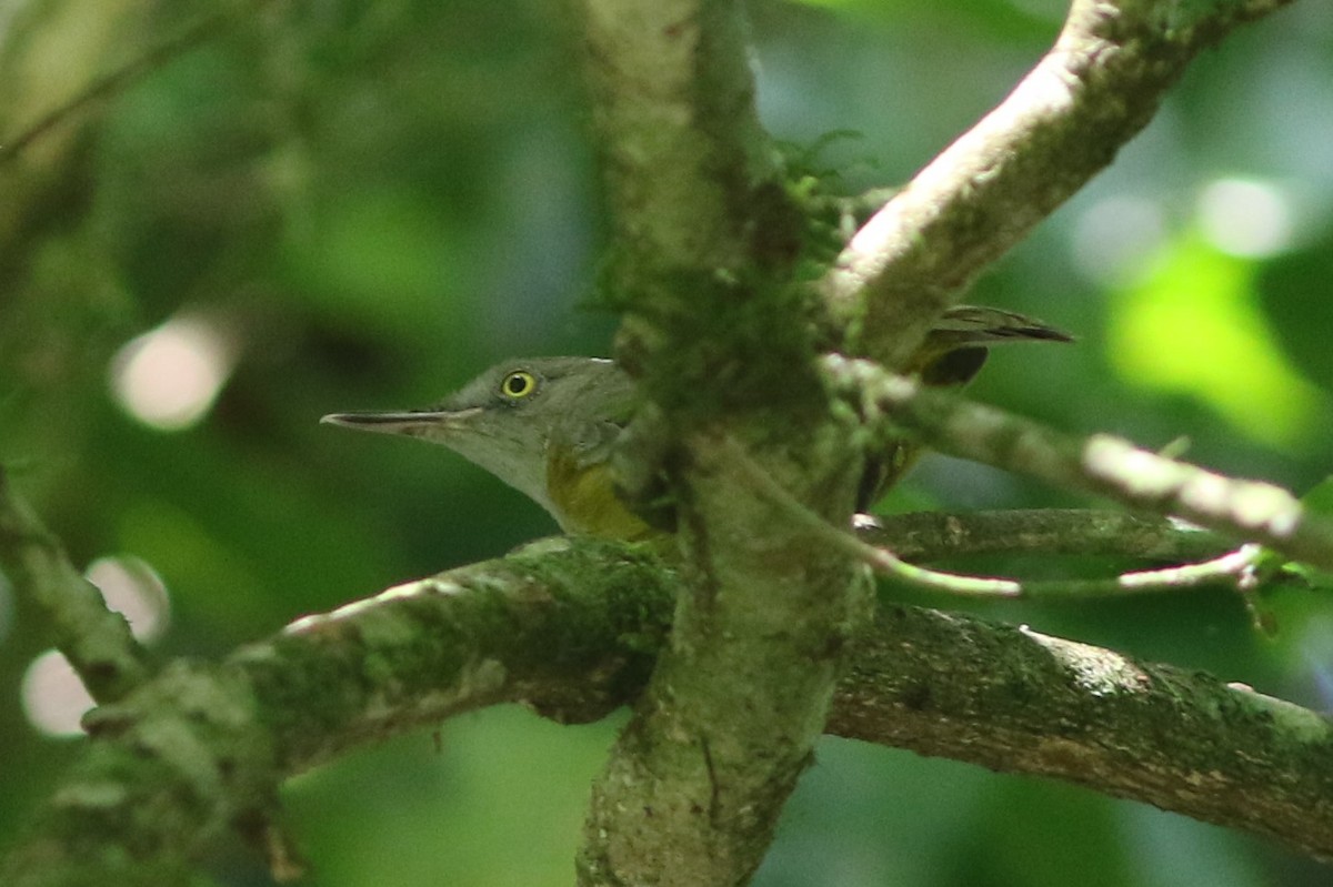 Yellow Longbill - ML450309321