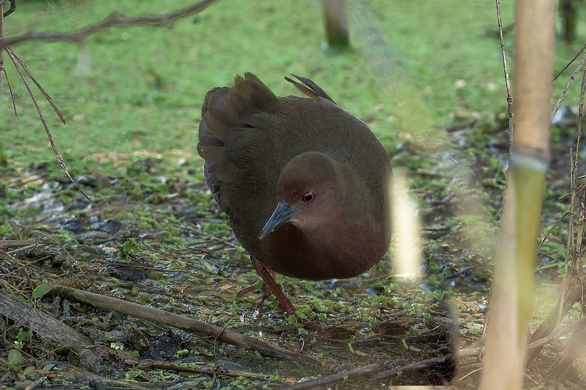 Ruddy-breasted Crake - ML450309611
