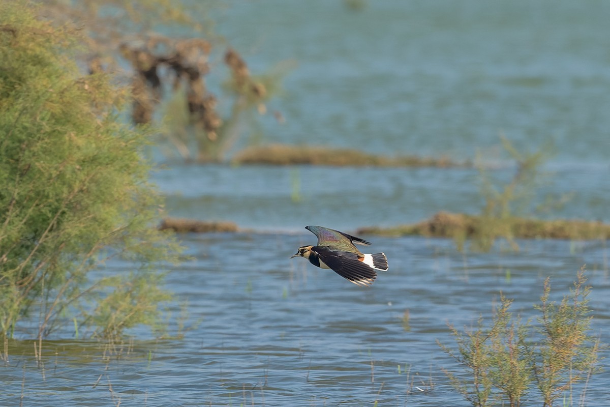 Умардын хавтгаалж - ML450309751