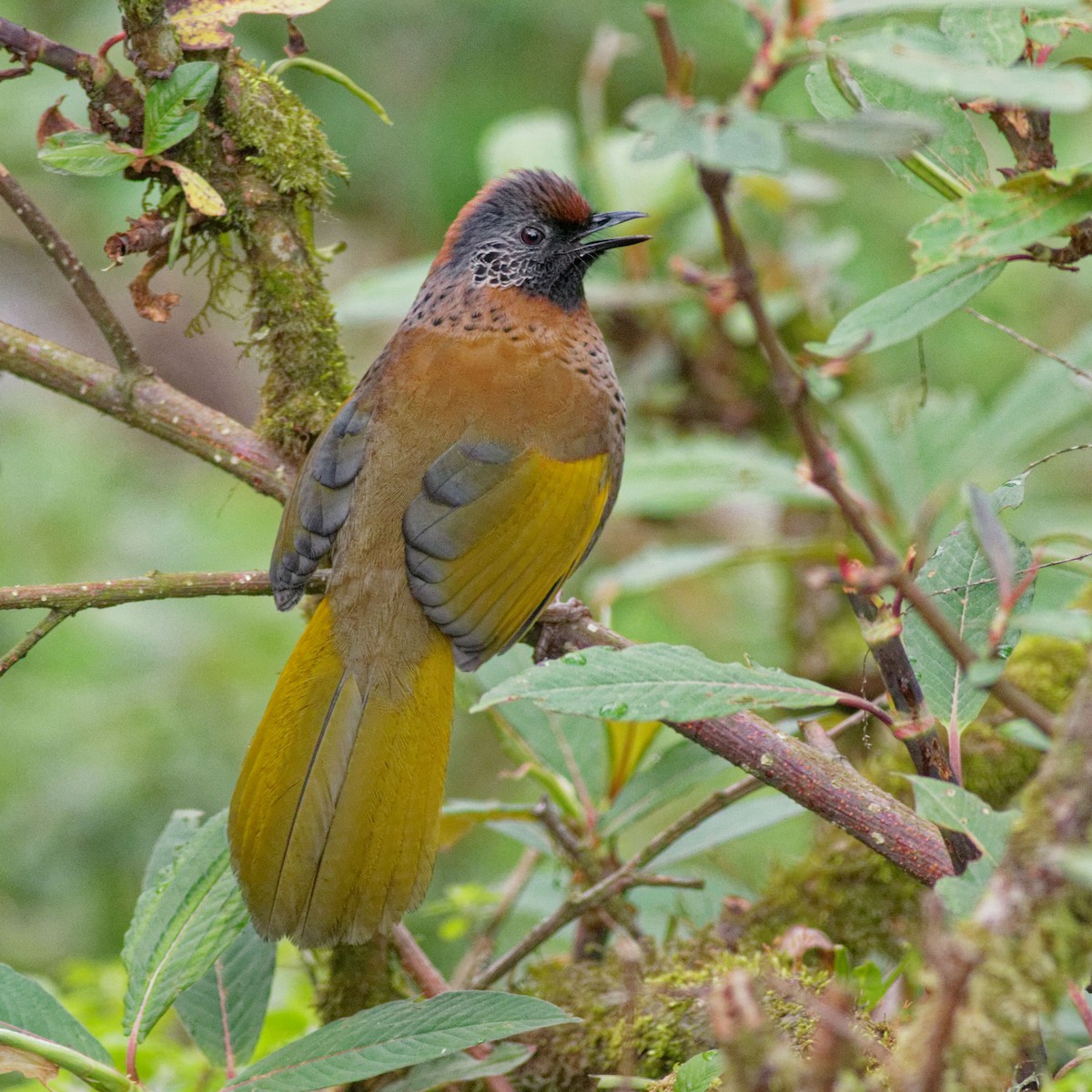 Chestnut-crowned Laughingthrush - Able Lawrence