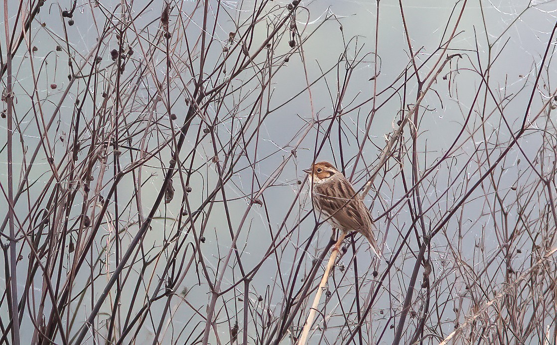 Little Bunting - ML450310161