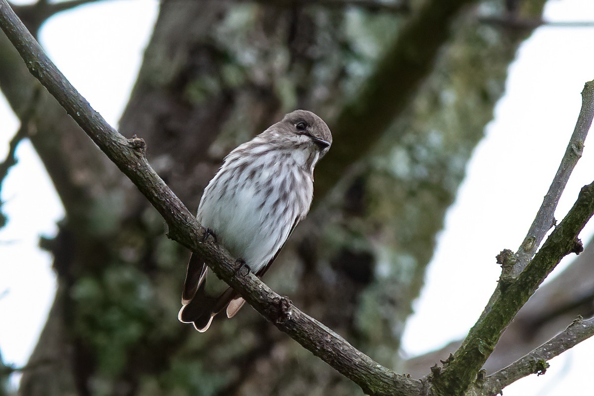 Gray-streaked Flycatcher - ML450310191