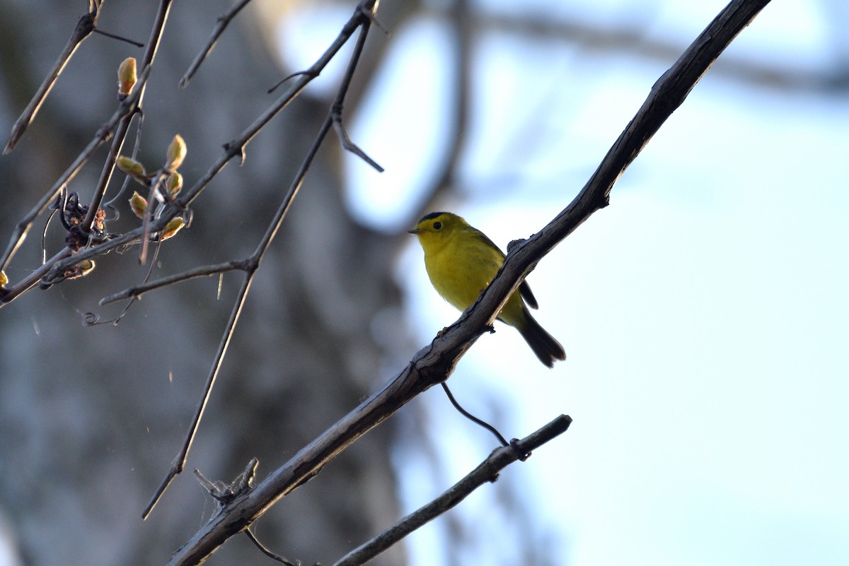 Wilson's Warbler - ML450310201