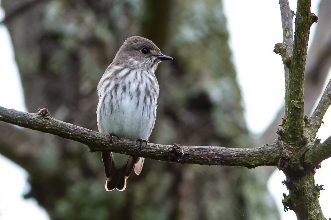 Gray-streaked Flycatcher - ML450310221