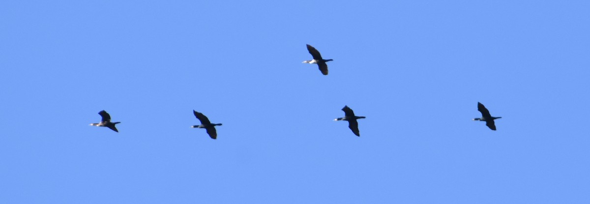 Double-crested Cormorant - Brian Hicks