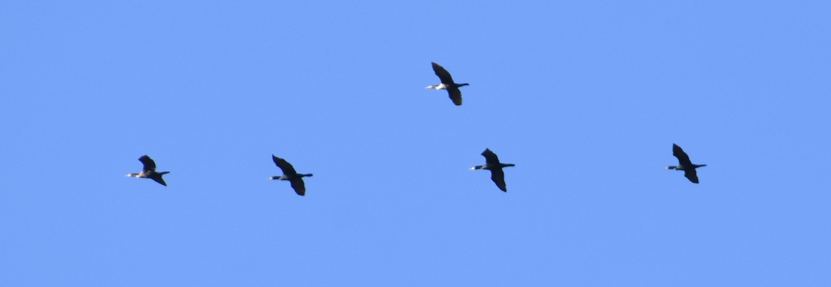 Double-crested Cormorant - ML450310331