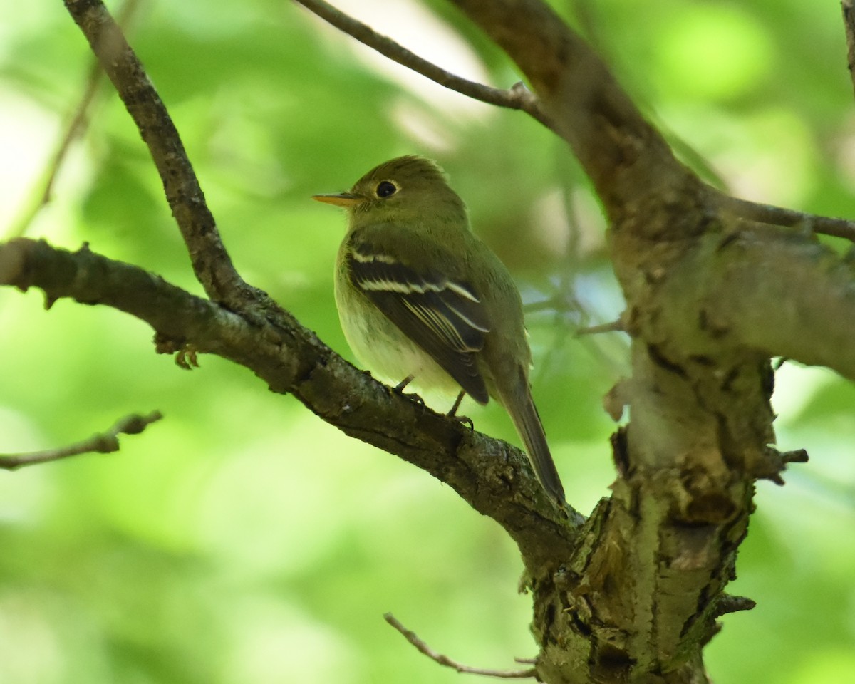 Yellow-bellied Flycatcher - ML450310431