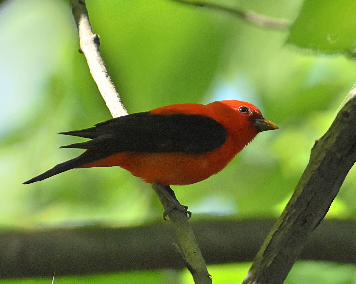 Scarlet Tanager - ML450310611