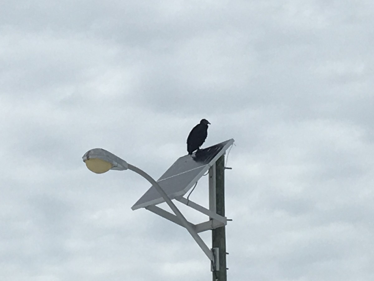 Turkey Vulture - ML45031091