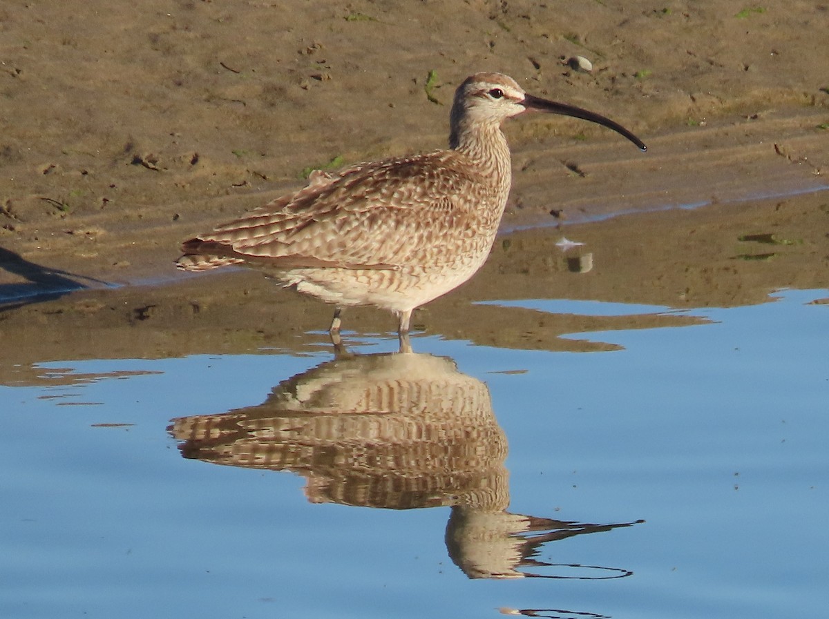 Whimbrel (Hudsonian) - ML450310981