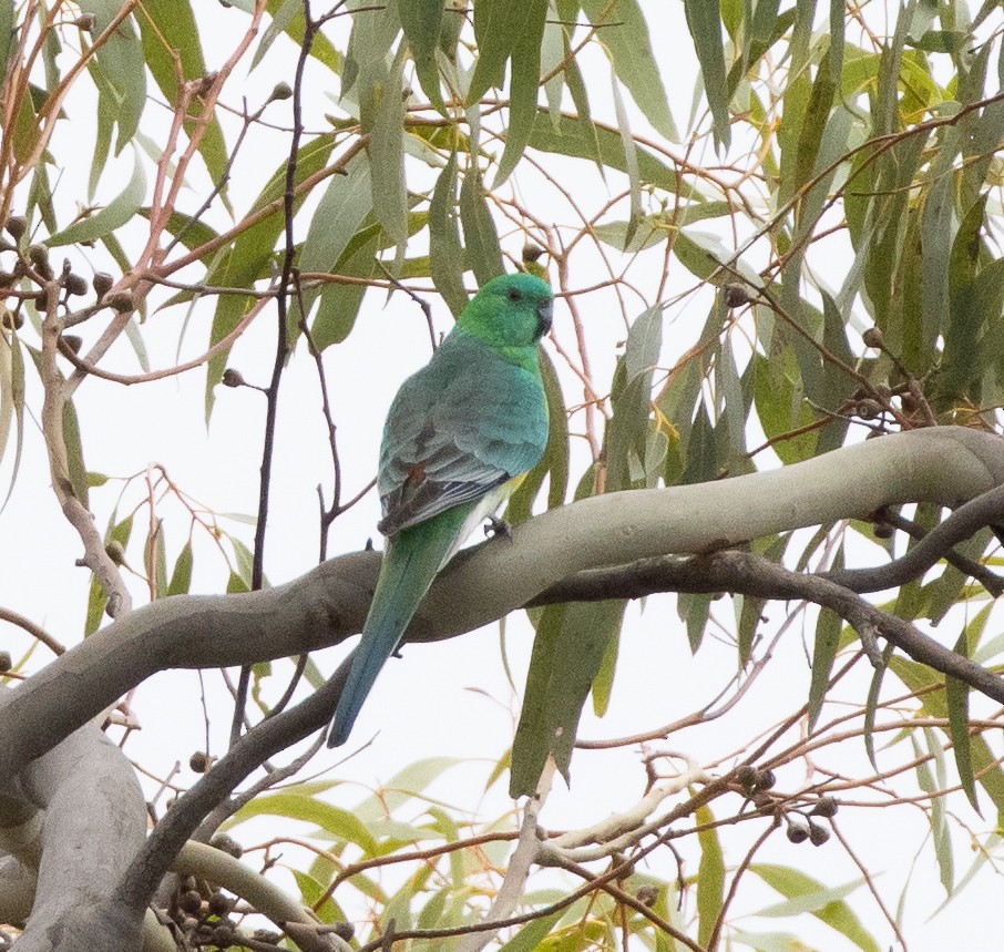 Red-rumped Parrot - ML450311141
