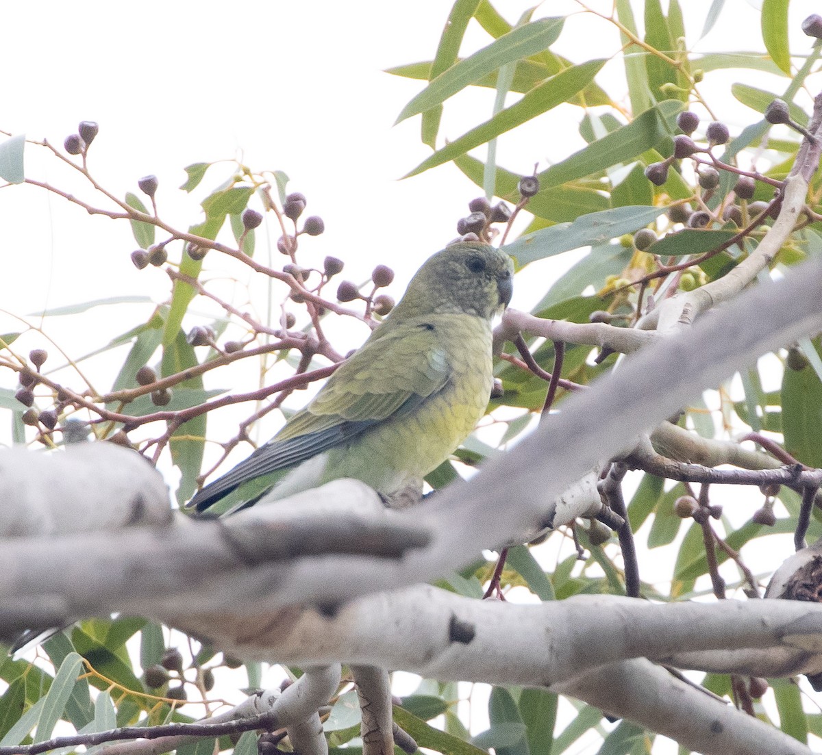 Red-rumped Parrot - ML450311161