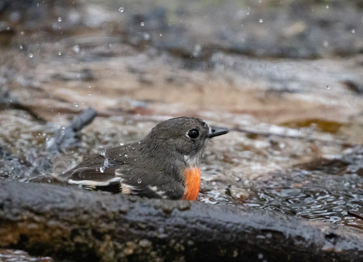 Scarlet Robin - ML450311461