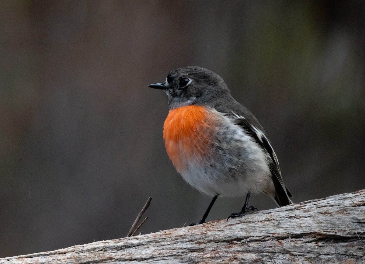 Scarlet Robin - ML450311481