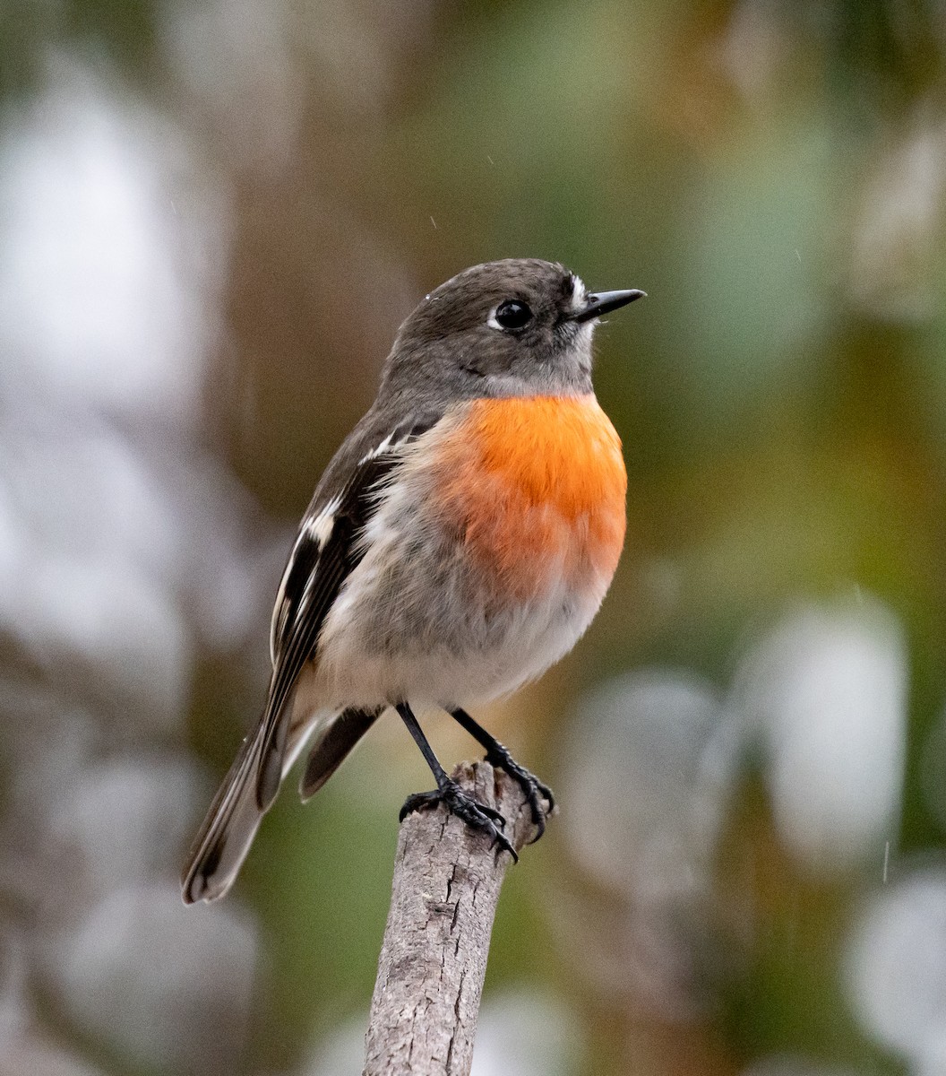 Scarlet Robin - ML450311501