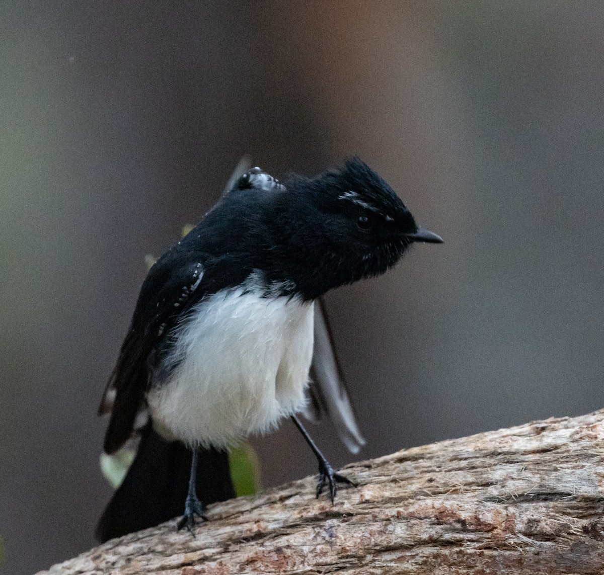 Willie-wagtail - ML450311621