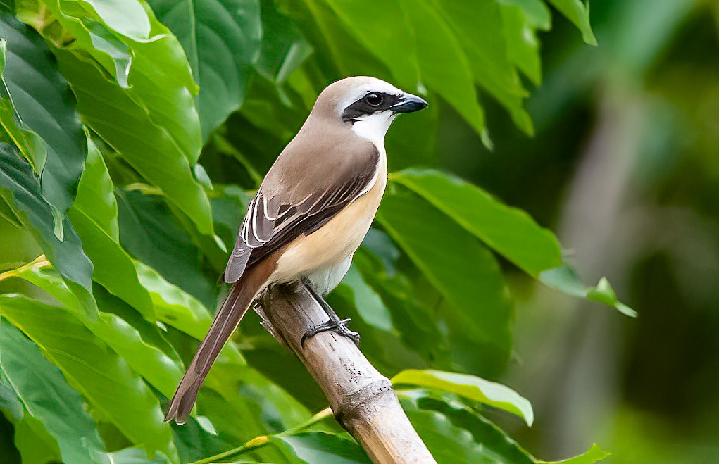 Alcaudón Pardo (lucionensis) - ML450312291