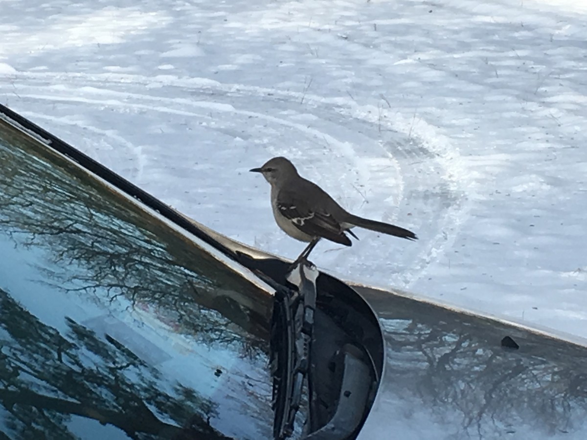 Northern Mockingbird - ML45031381