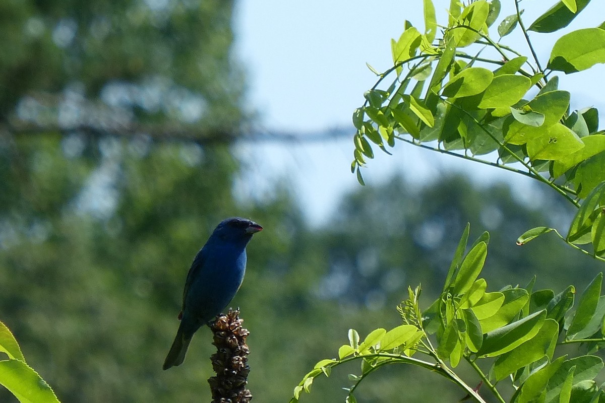 Indigo Bunting - ML45031551