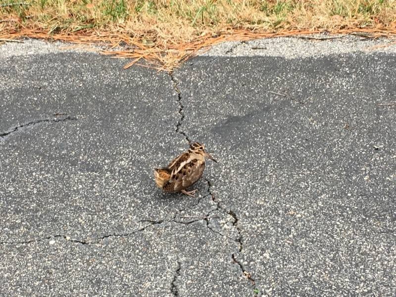 American Woodcock - ML45031601