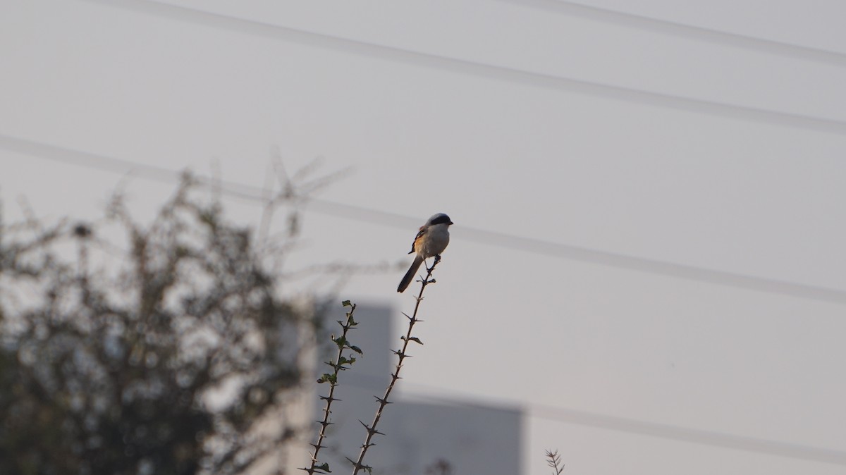 Bay-backed Shrike - ML450316371
