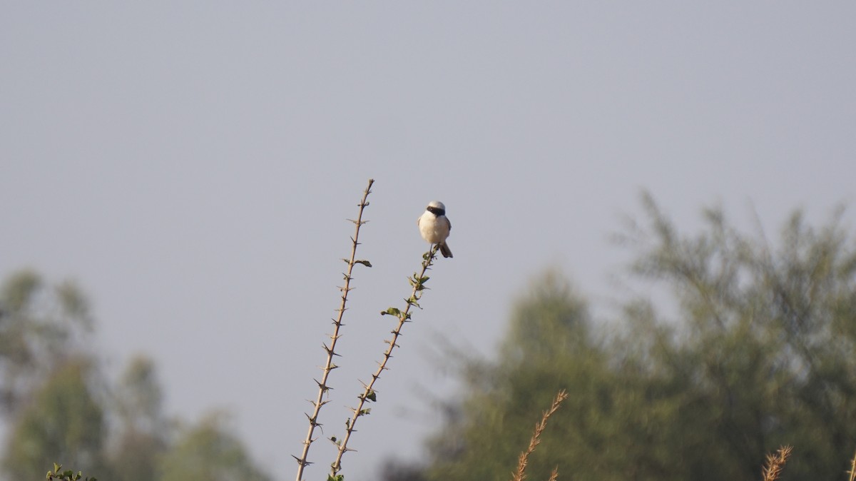 Bay-backed Shrike - ML450316401