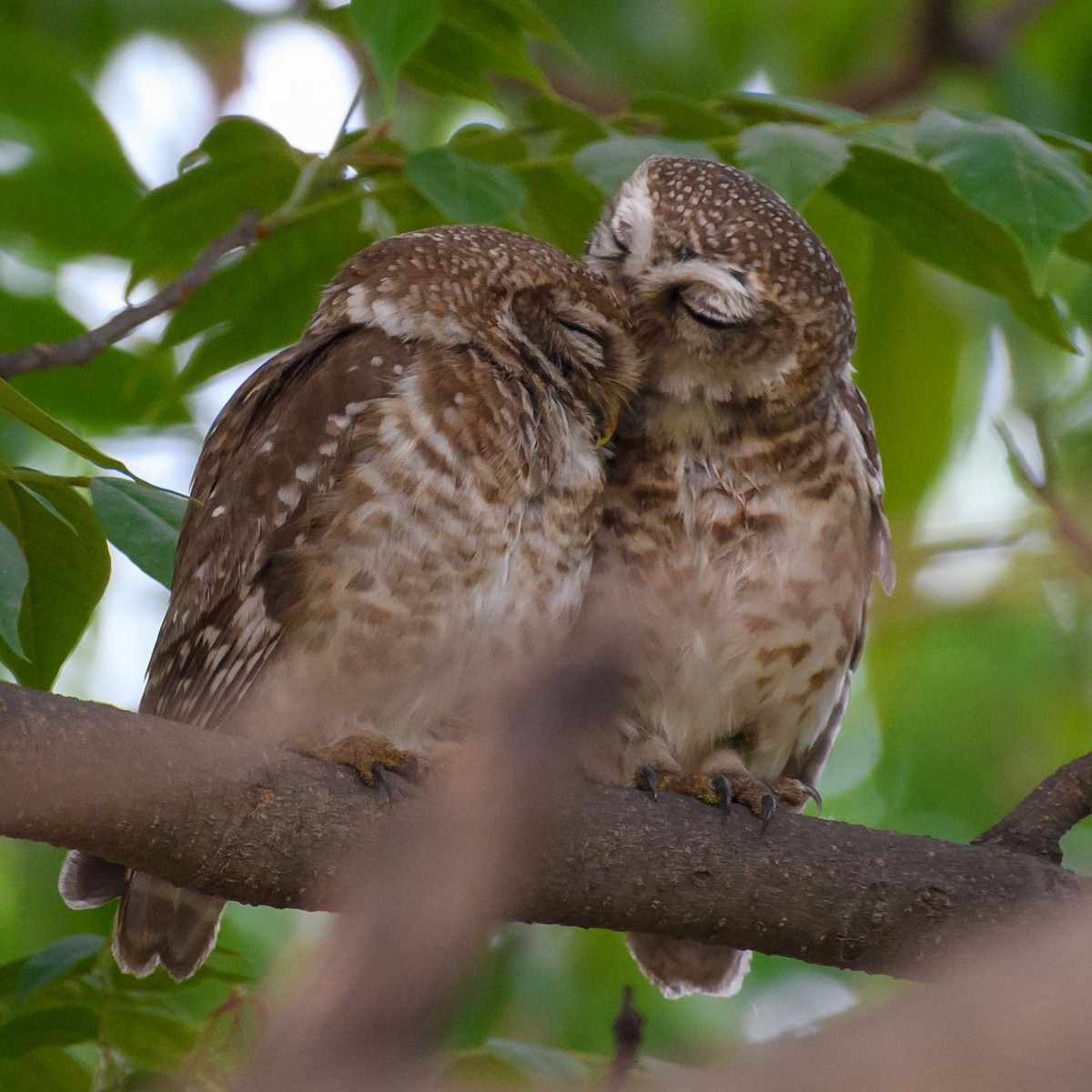 Spotted Owlet - ML450316431