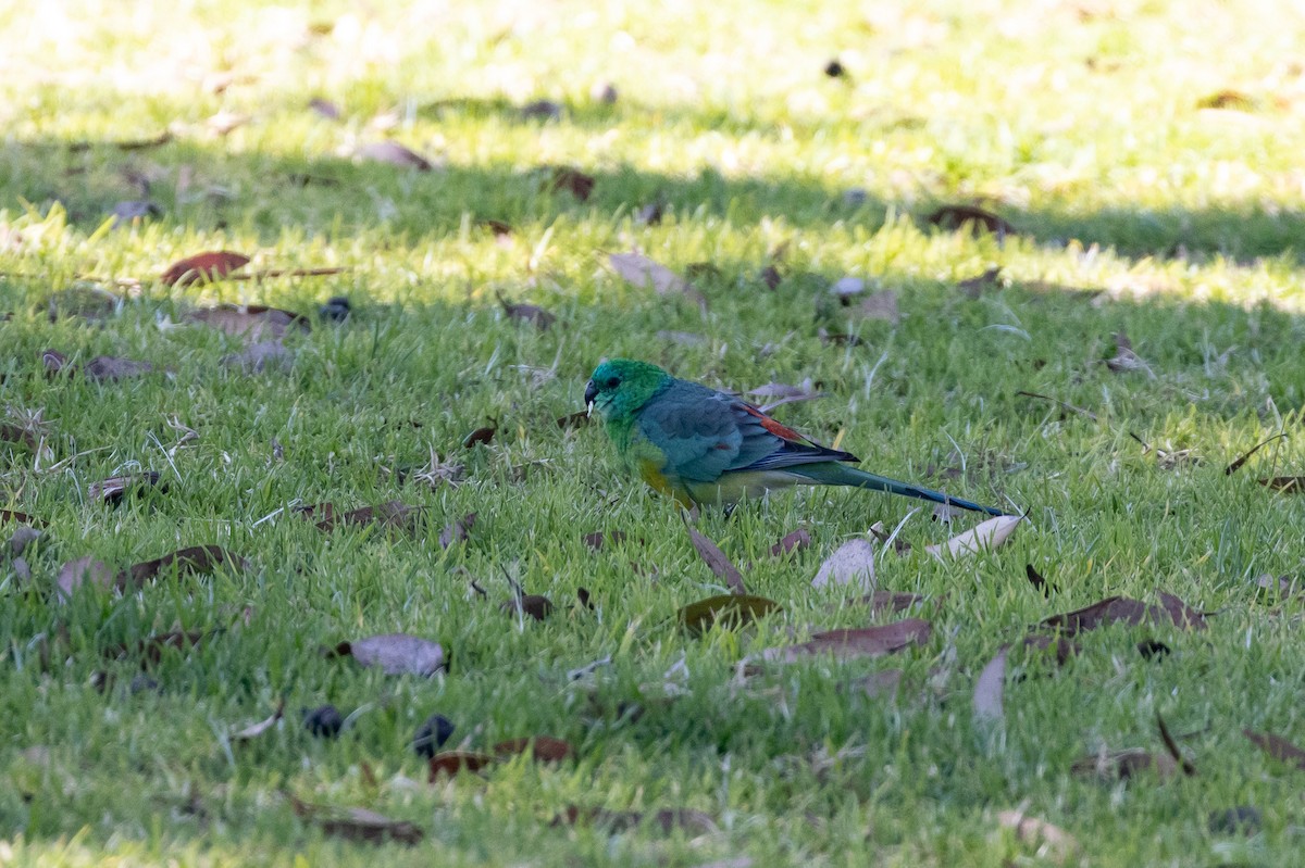 Red-rumped Parrot - ML450316441