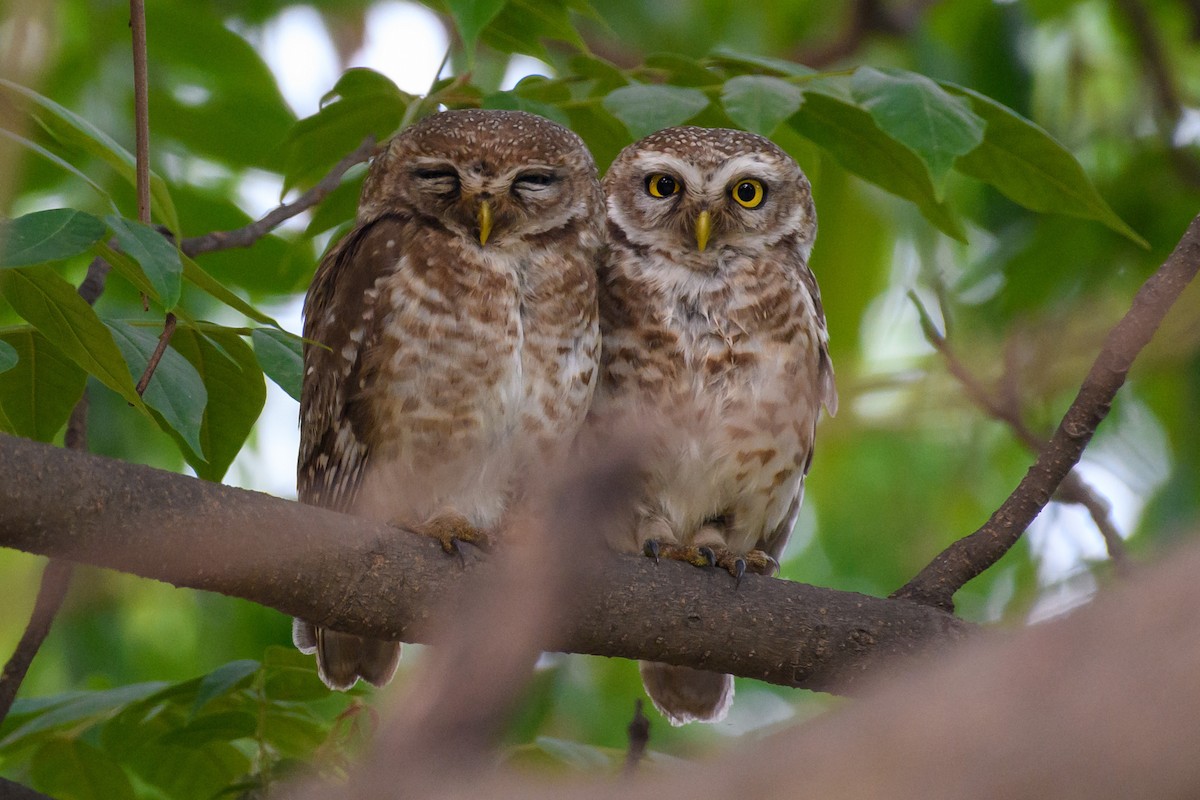 Spotted Owlet - ML450316451