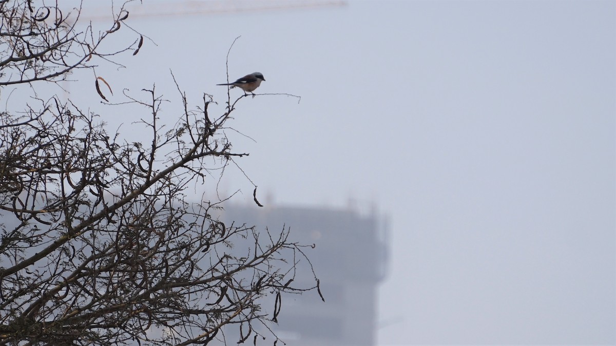 Bay-backed Shrike - ML450316541