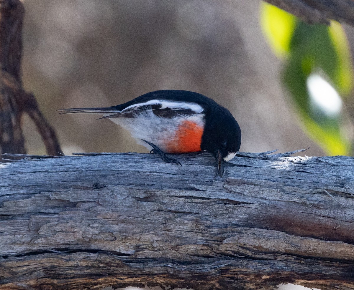 Scarlet Robin - ML450316641