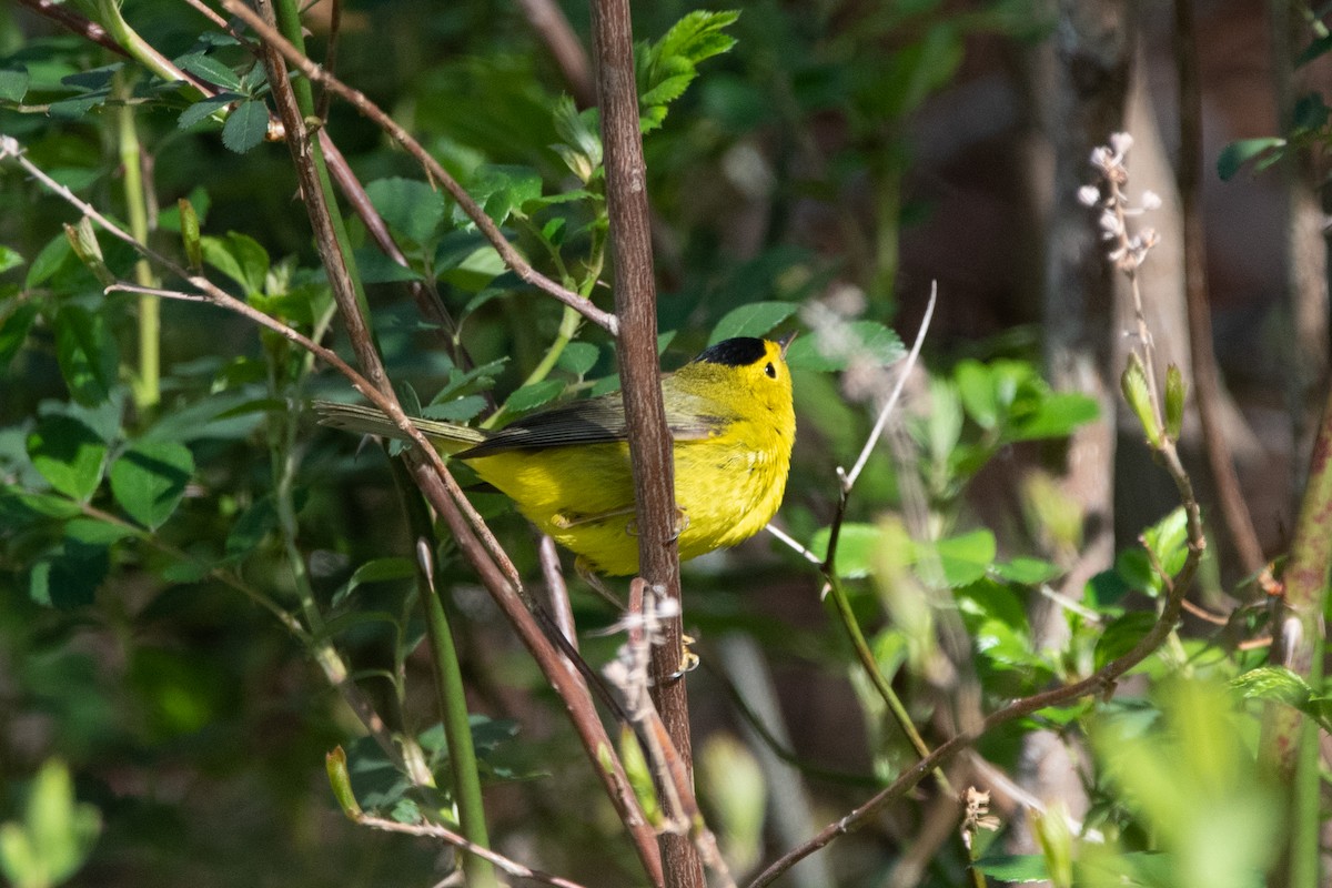 Wilson's Warbler - ML450316681